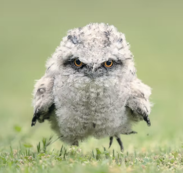 Baby tawny frogmouth looking surly